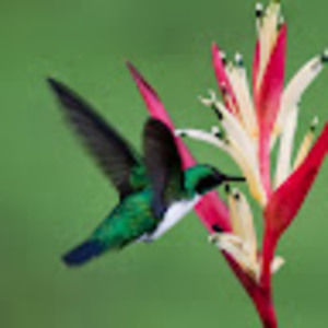 Meet your Posher, Ally